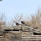 Turkey vulture