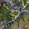 Gouldian Finch (black-headed male)