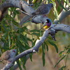 Gouldian Finch (black-headed male)