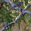 Gouldian Finch (black-headed male)