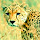 Wild Cats Wallpaper for New Tab