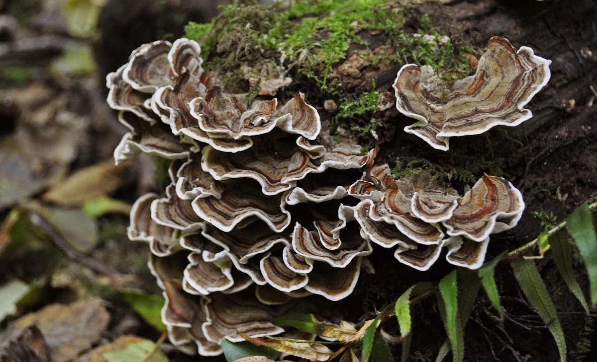 turkey tail