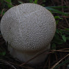 Mosaic puffball