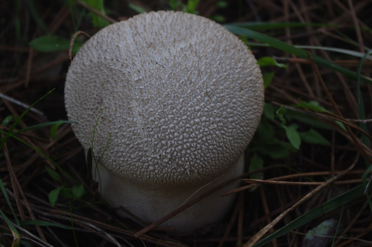 Mosaic puffball