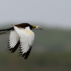 Pheasant tailed Jacana