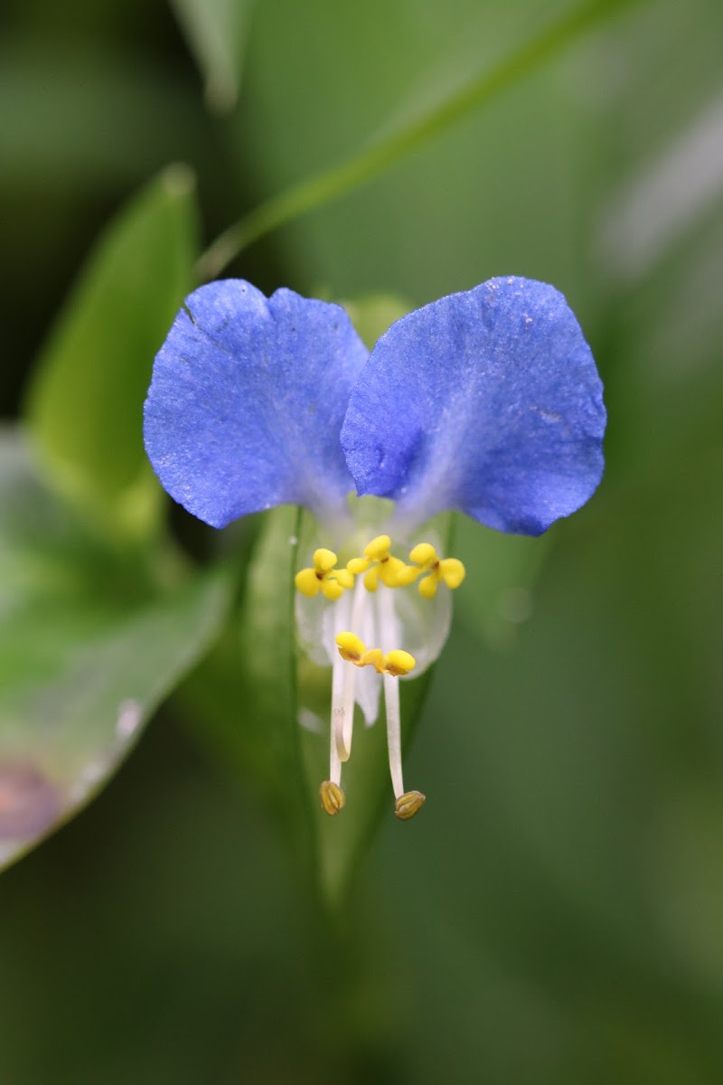 Asiatic Day flower