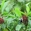 Golden-hooded Tanager