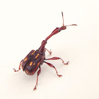 Giraffee Weevil