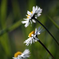 Margherite di 