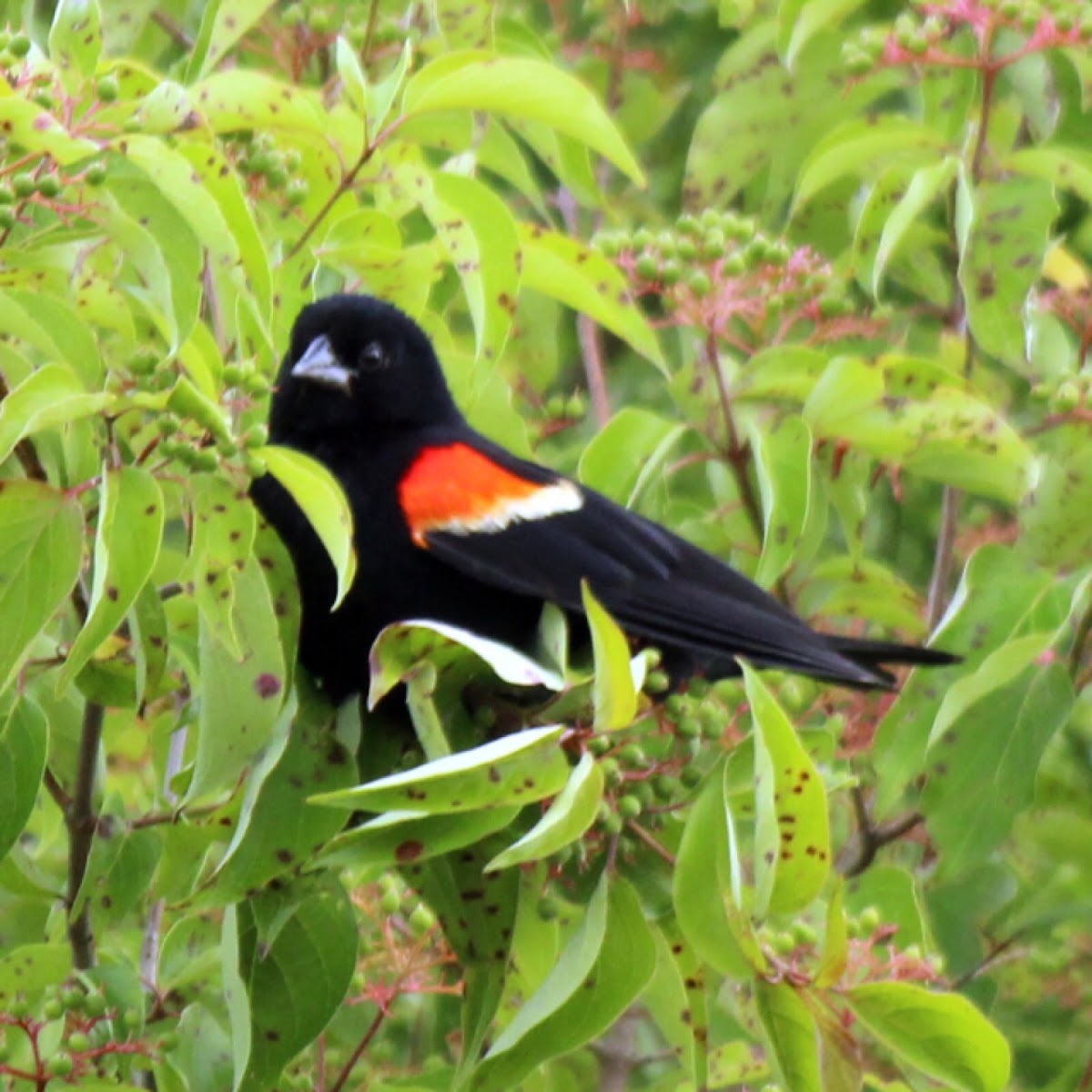 Red-winged Blackbird (Male)