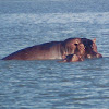 Hippopotamus