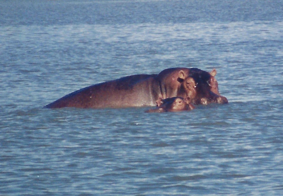 Hippopotamus