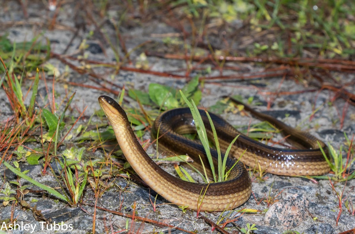 Striped Crayfish Snake