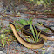 Striped Crayfish Snake