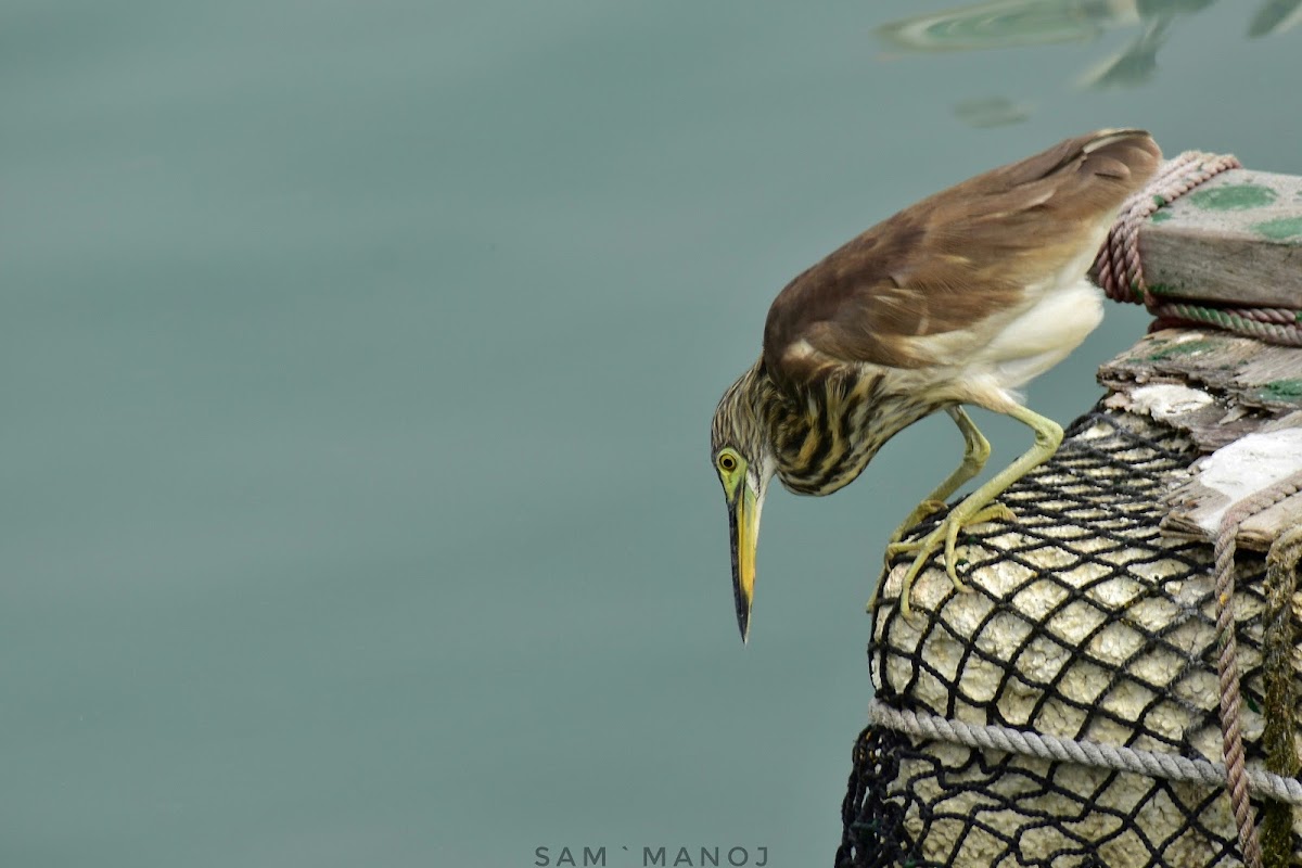 Chinese Pond Heron