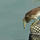 Chinese Pond Heron