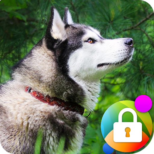 Husky Cute Dogs Wallpaper Phone Lock Aplikasi Di Google Play