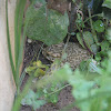 European Green Toad