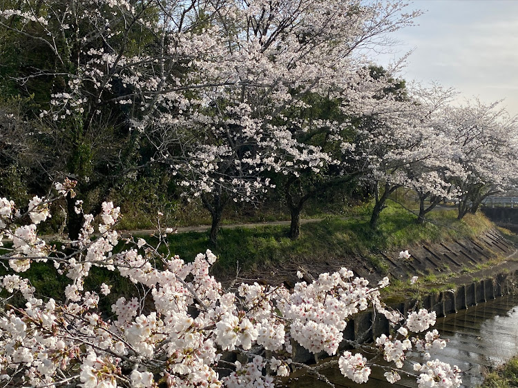 エキシージ Sの新鮮な花粉を吸いに山へ・桜が満開！・桜並木🌸🌸🌸に関するカスタム事例の投稿画像5枚目