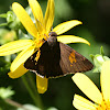 Silver-spotted Skipper