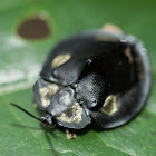 tortoise beetle