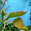 Common grass yellow