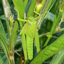 Grasshopper