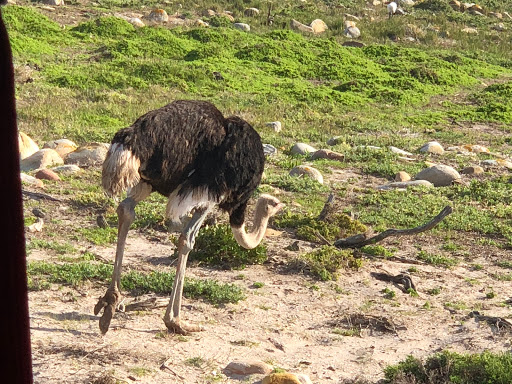 Cape Point South Africa 2018