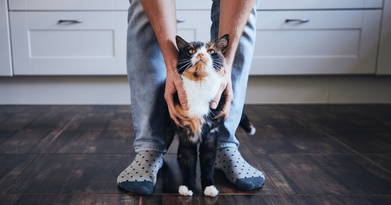 Calico cat standing between a man's feet being pet