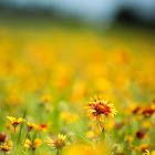 Indian Blanket