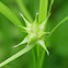 Gray's Sedge