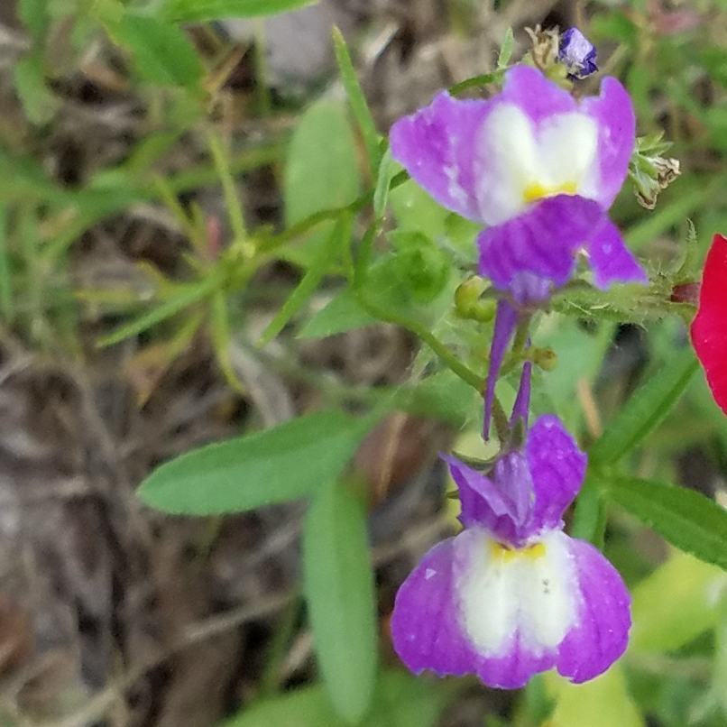 Snapdragon vine