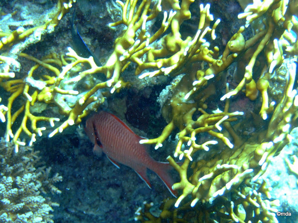 Fire Coral