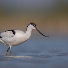 Pied Avocet