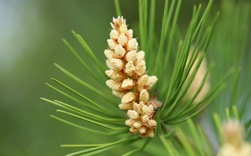 young pine cones