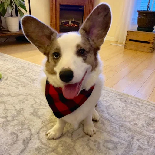 Dog and Cat Bandanas Plaid Cotton Bandanas Washable Puppy Triangular Bibs Handkerchief Boy Girl Scarfs for Pet Birthday 