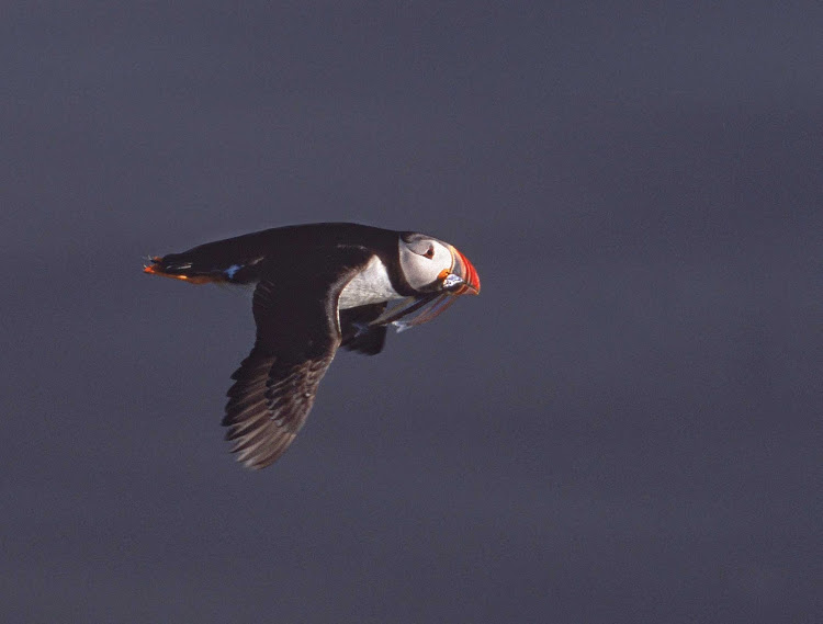 A puffin returns to its nest in the rocky cliffs of the Westfjords in Iceland.