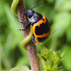 Swamp Milkweed Leaf Beetle