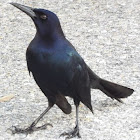 Common Grackle