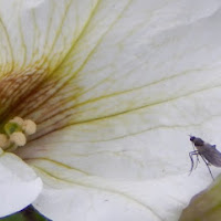 Un ospite in primavera... di 