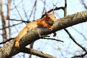 Spreading on a bitch, I will rest calmly... by Dmitry Saltykov -   ( red, squirrel, bitch, animals, branch, sciurus )