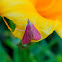 Inornate pyrausta moth