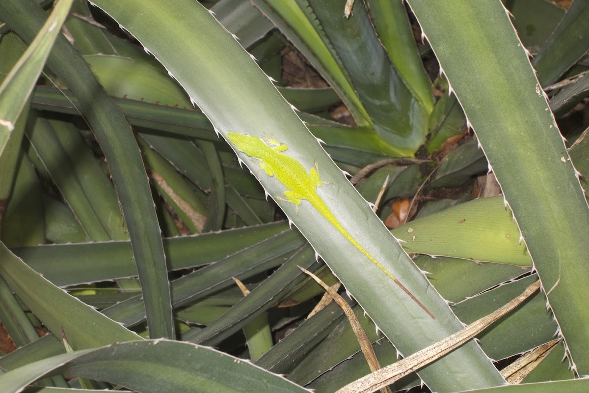 Green Anole