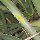 Green Anole