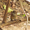 Taiga Flycatcher / Red-breasted Flycatcher