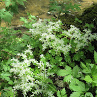 Woodland Stonecrop