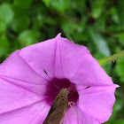 Three-spotted Skipper