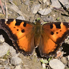 California tortoiseshell