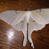 Luna moth