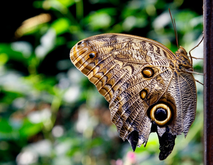 Butterfly di Orione